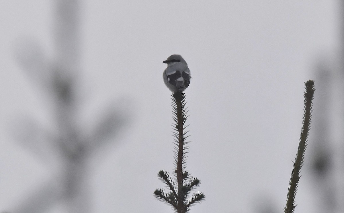 Great Gray Shrike - ML613469680