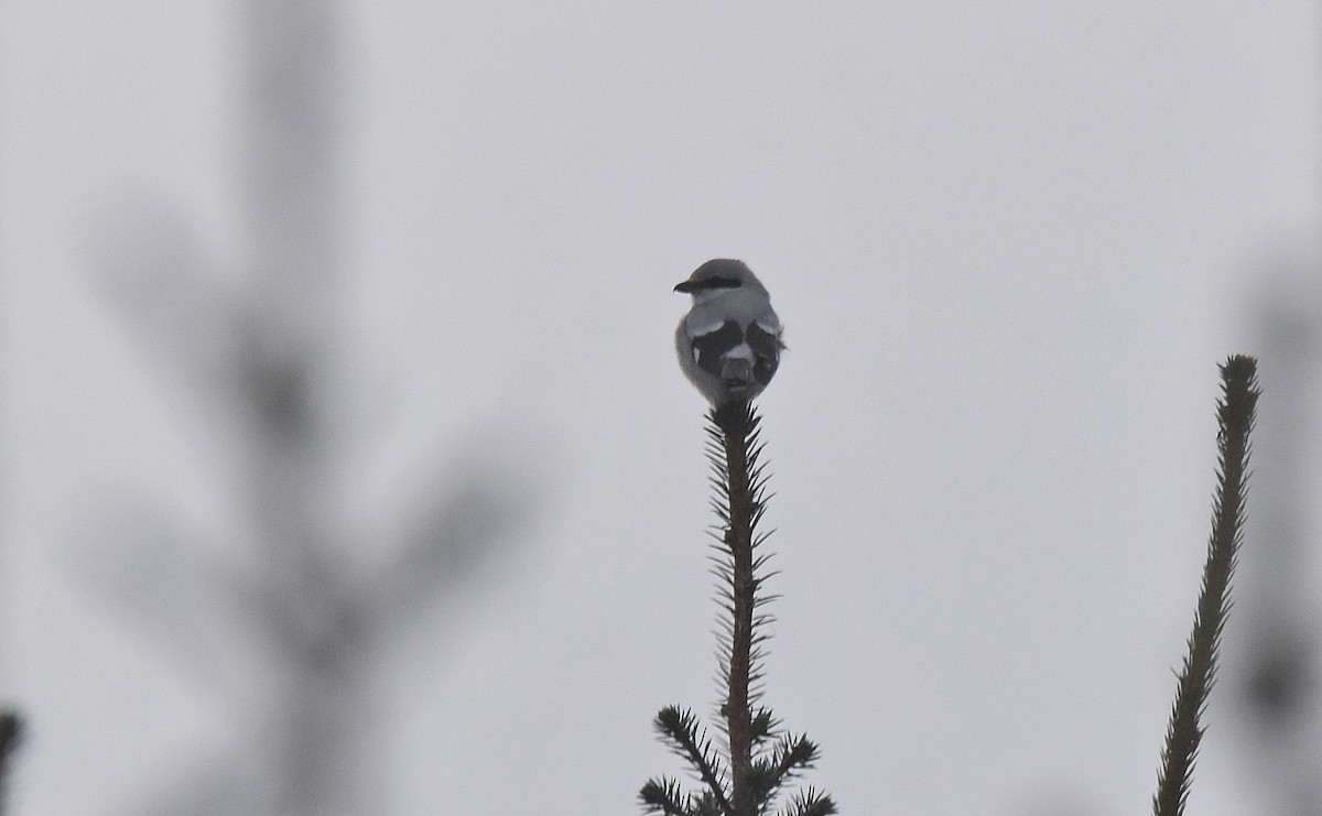 Great Gray Shrike - ML613469681