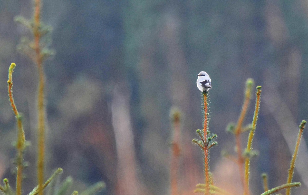 Great Gray Shrike - ML613469682