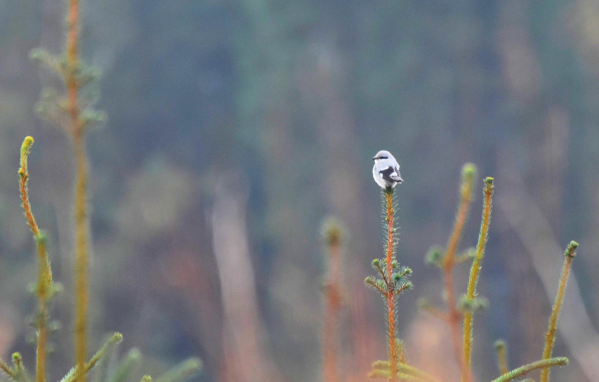 Great Gray Shrike - ML613469683