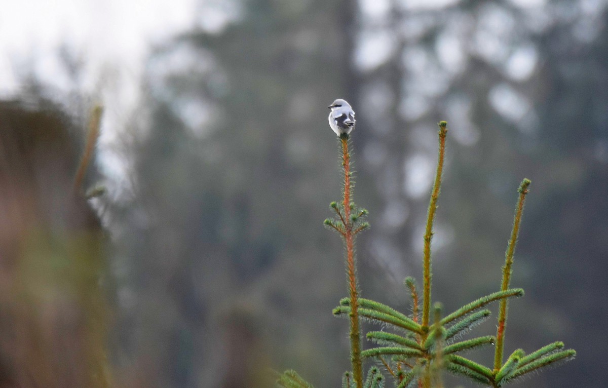Great Gray Shrike - ML613469684