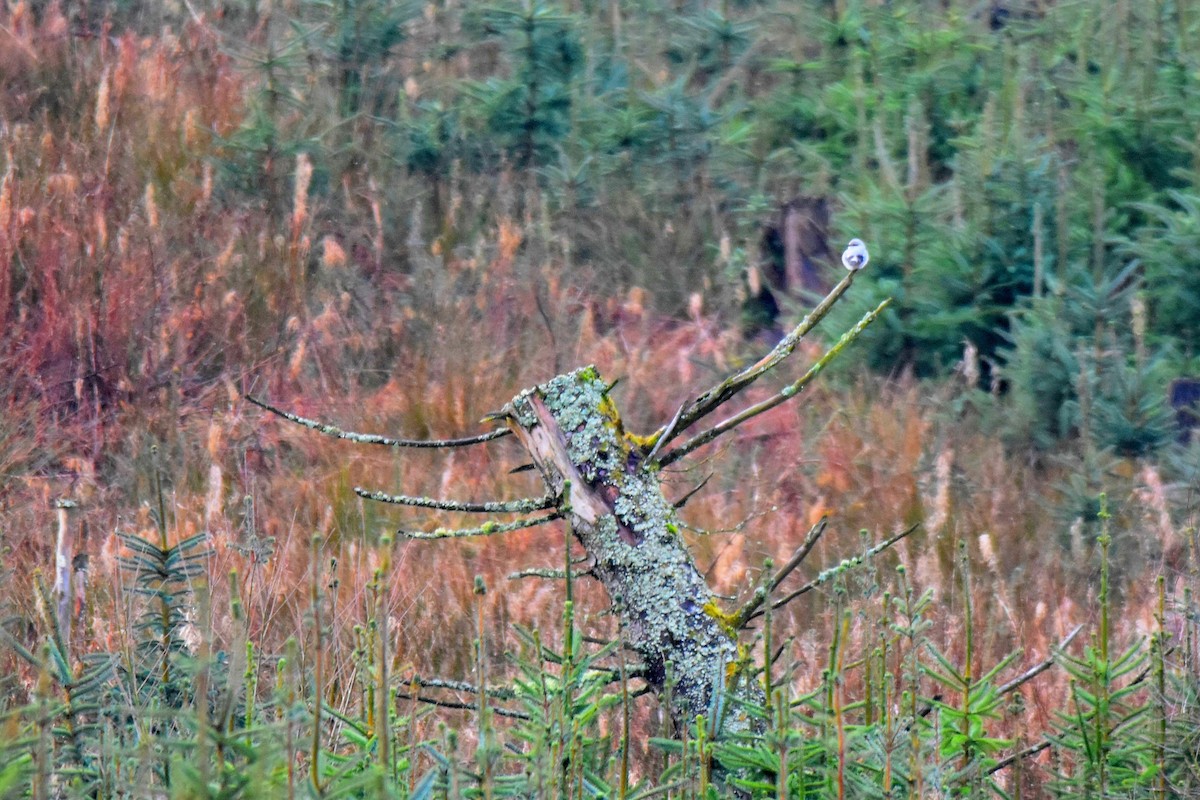 Great Gray Shrike - ML613469687