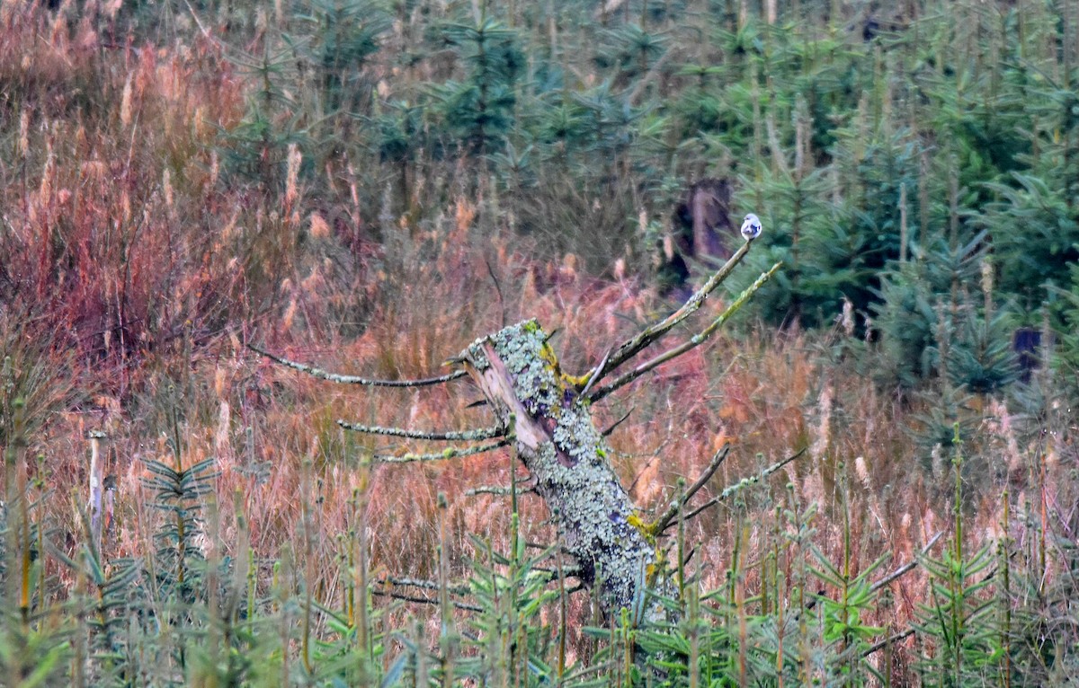 Great Gray Shrike - ML613469688
