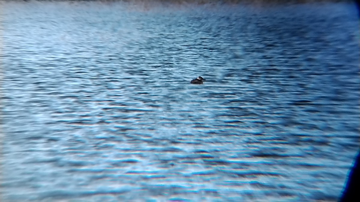 Ruddy Duck - ML613469693