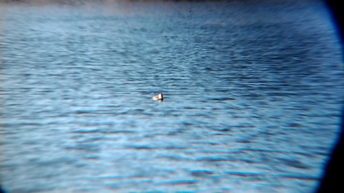 Ruddy Duck - ML613469694