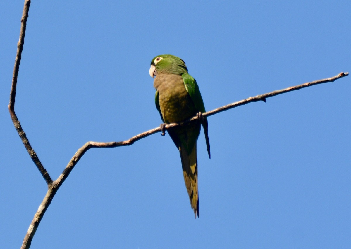 Olive-throated Parakeet - ML613469769