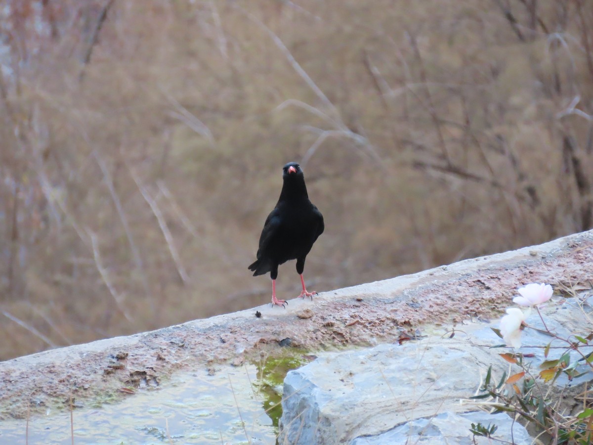 Red-billed Chough - ML613469799