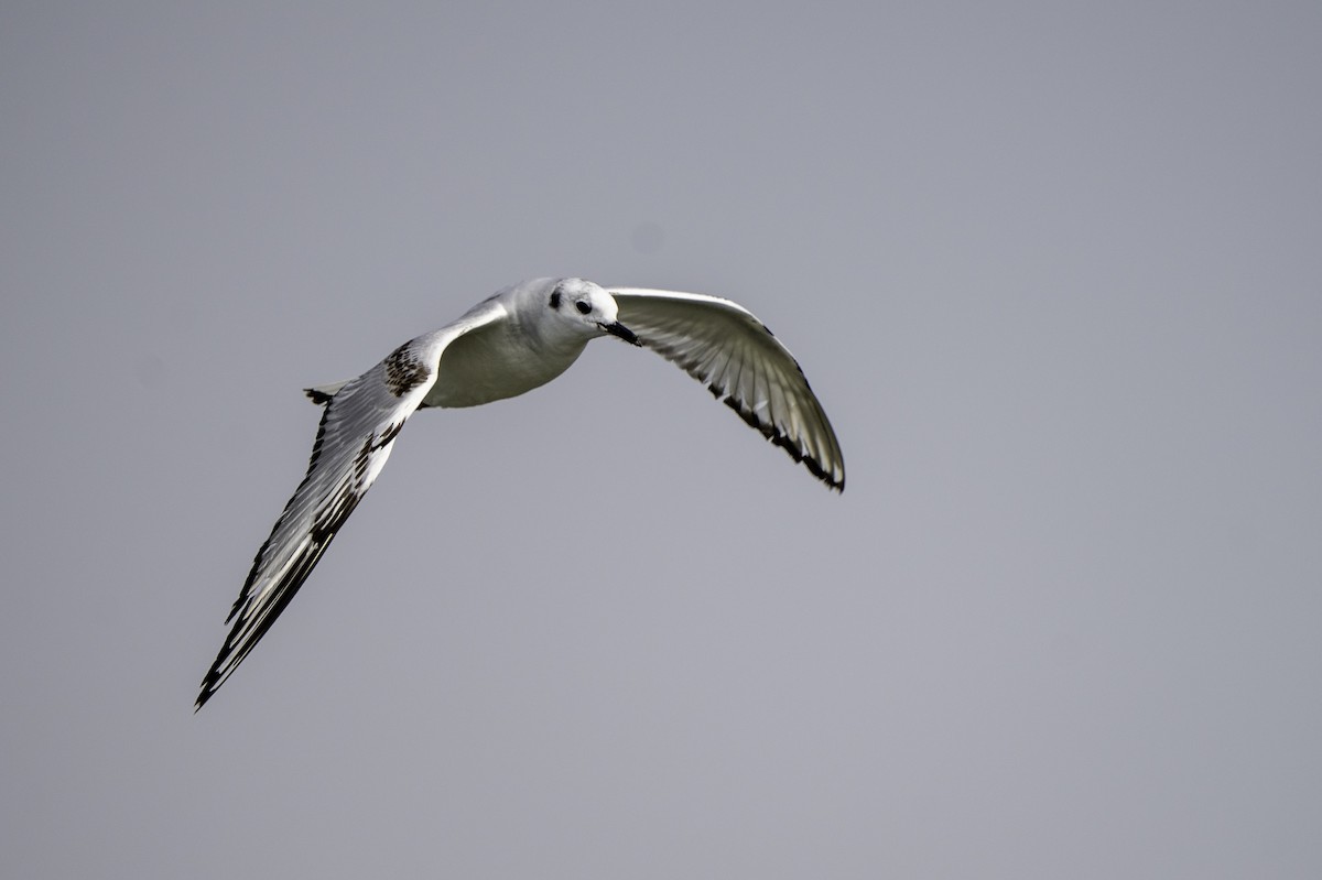 Bonaparte's Gull - ML613469895