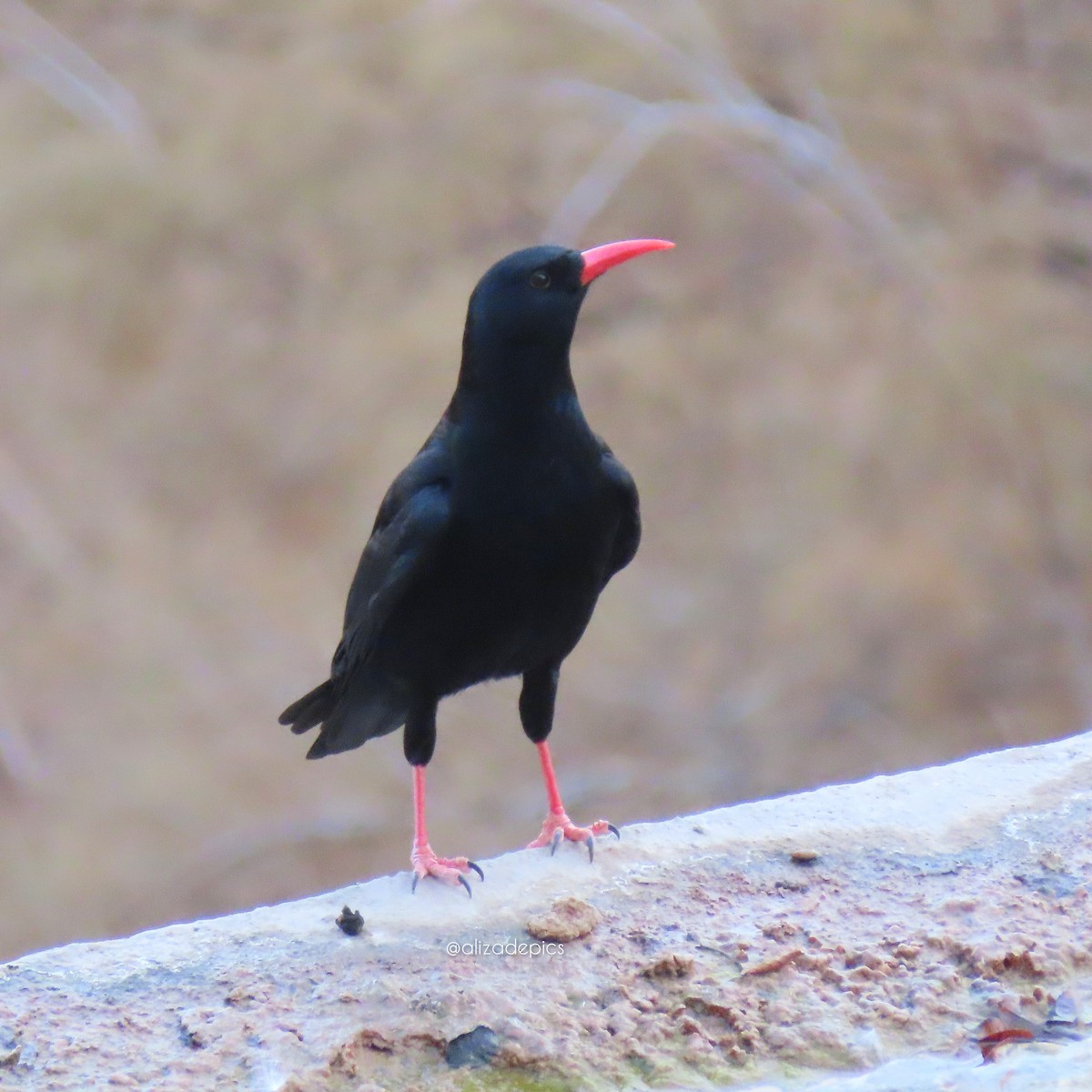 Red-billed Chough - ML613469909