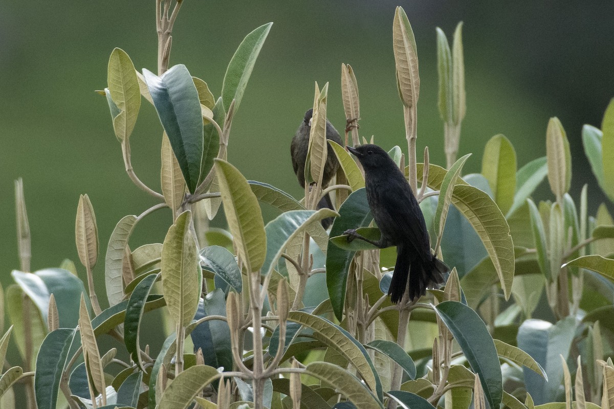 Black Flowerpiercer - ML613469993