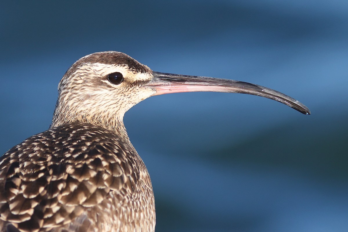 Whimbrel (Hudsonian) - Sam Zhang