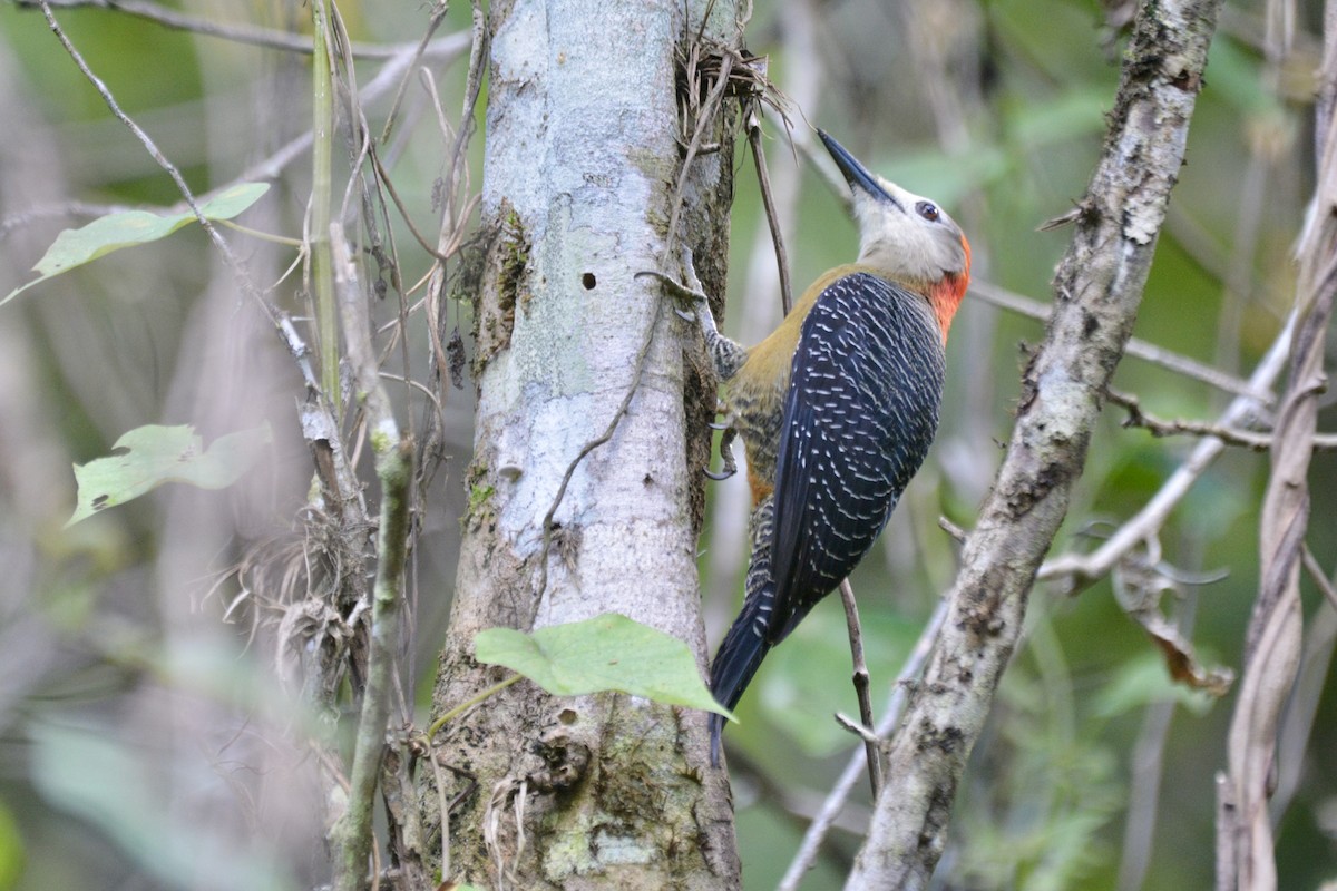 Jamaican Woodpecker - ML613470029