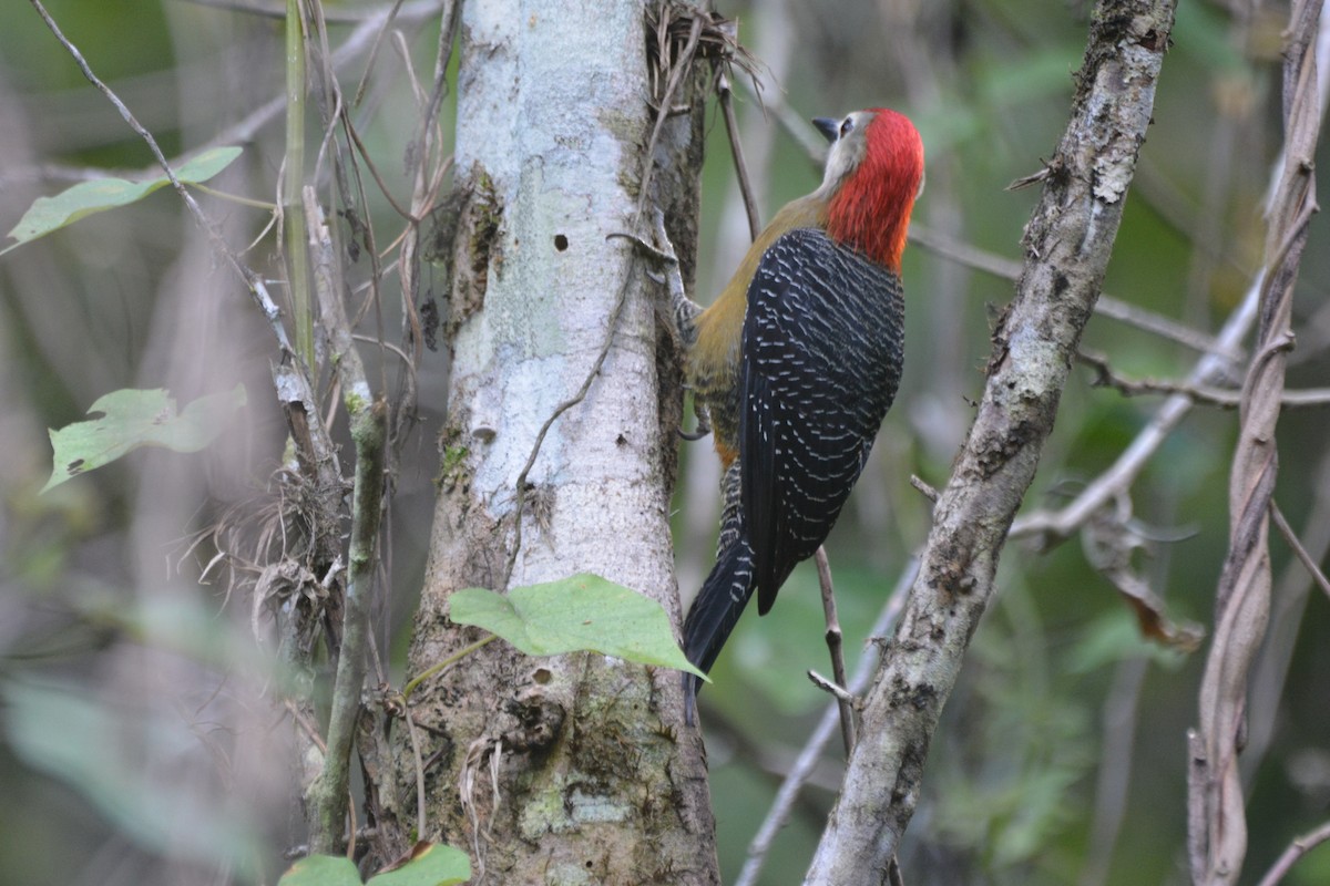 Jamaican Woodpecker - ML613470030
