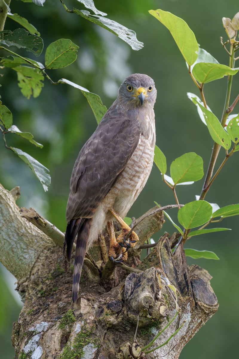 Roadside Hawk - ML613470061