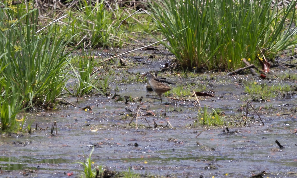 White-browed Crake - ML613470093