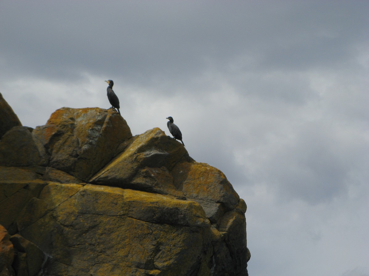 Great Cormorant - ML61347021