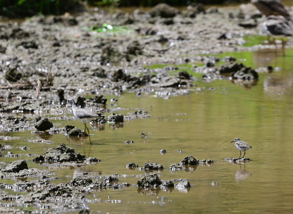 Lesser Yellowlegs - ML613470261