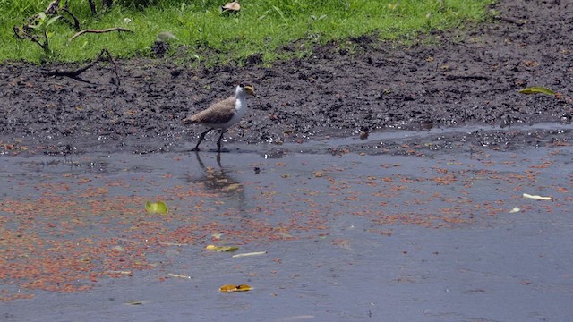 Masked Lapwing (Masked) - ML613470282