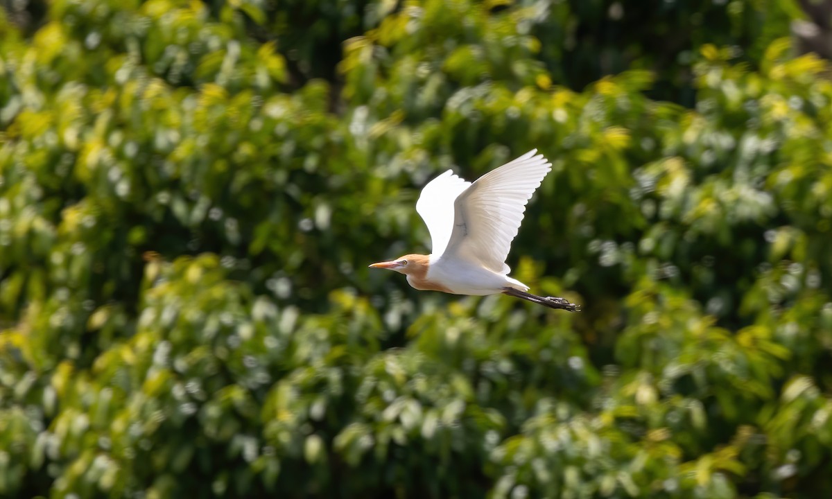 Eastern Cattle Egret - ML613470380