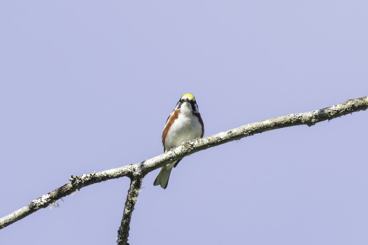 Chestnut-sided Warbler - ML613470382