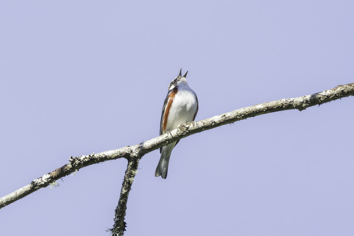 Chestnut-sided Warbler - ML613470383