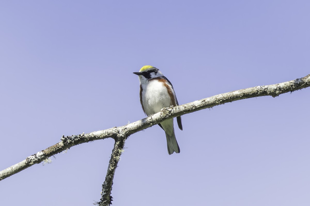 Chestnut-sided Warbler - ML613470384