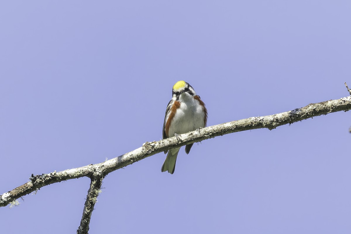 Chestnut-sided Warbler - ML613470386