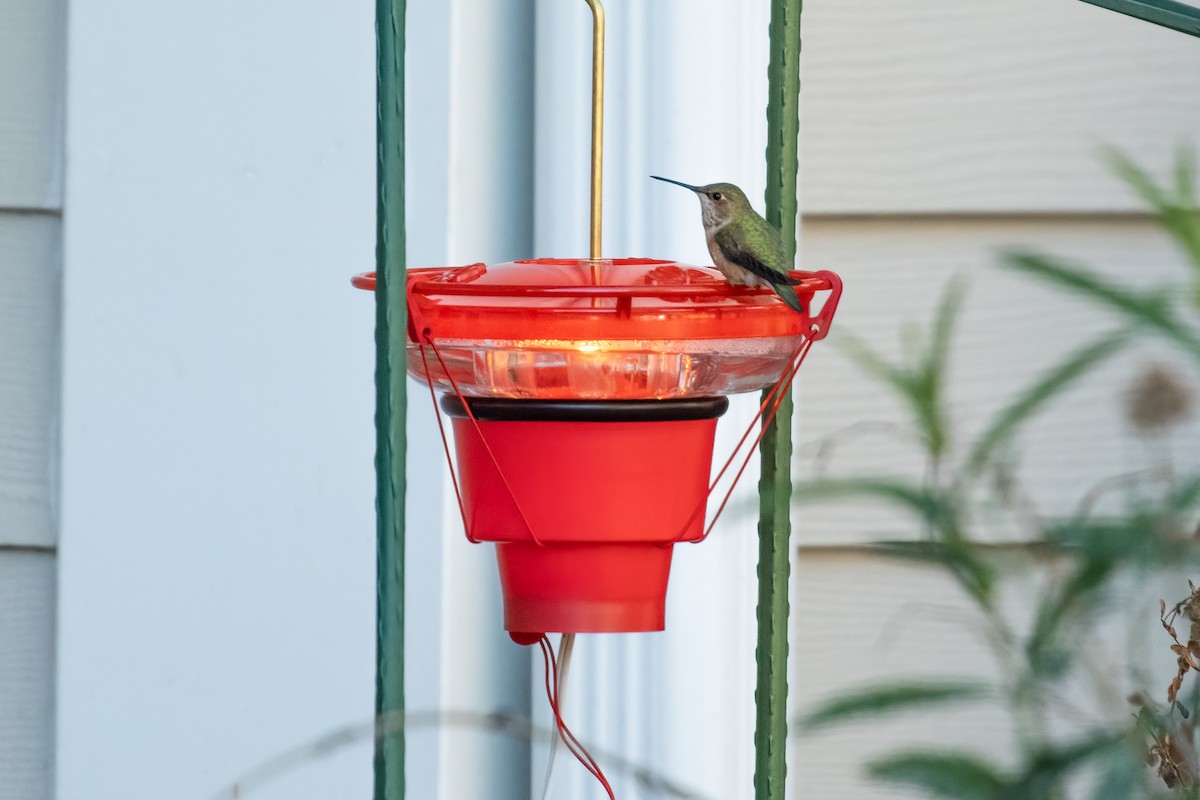 Rufous Hummingbird - ML613470428