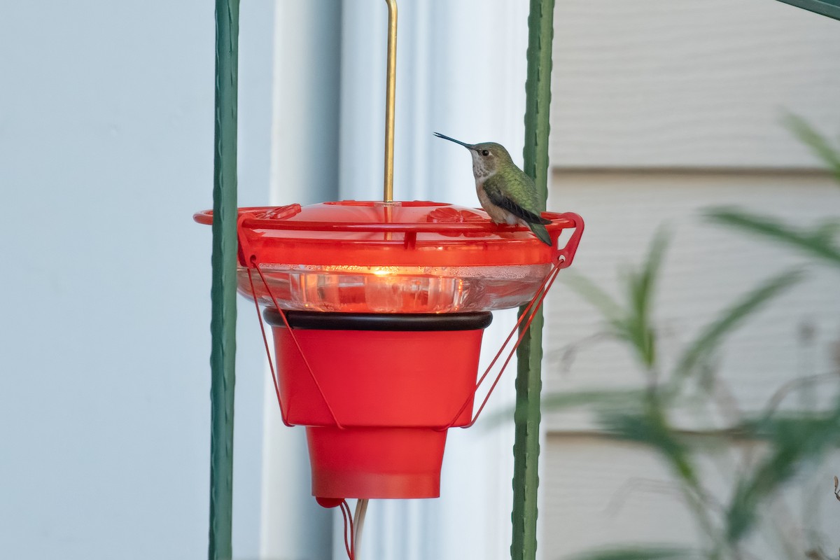 Rufous Hummingbird - ML613470429