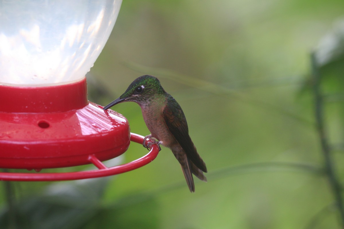 kolibřík hnědobřichý - ML613470462
