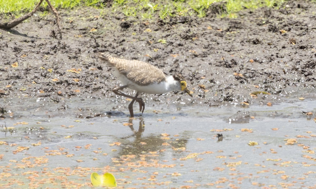 Masked Lapwing (Masked) - ML613470551