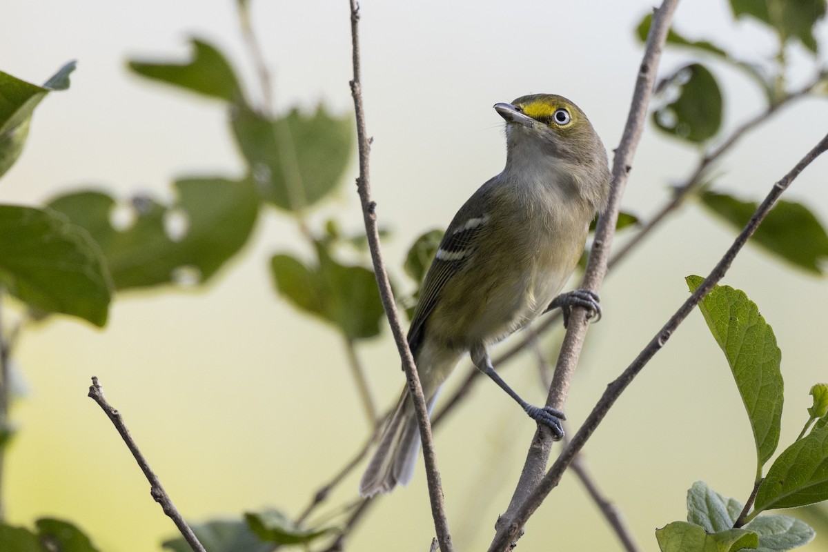 White-eyed Vireo - ML613470589