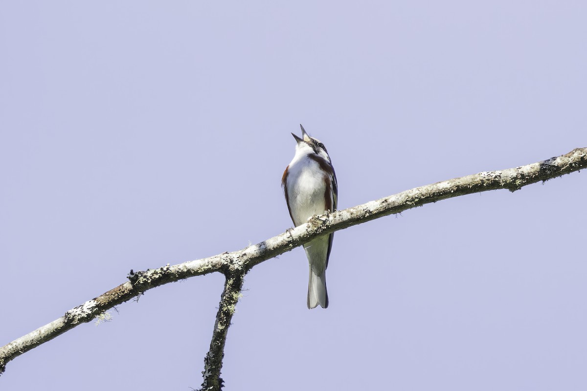 Chestnut-sided Warbler - ML613470591