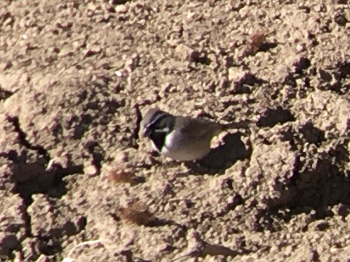 Black-throated Sparrow - ML613470629