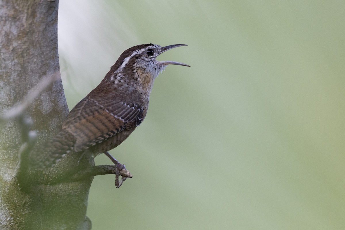 Carolina Wren (Northeast Mexico/South Texas) - ML613470630