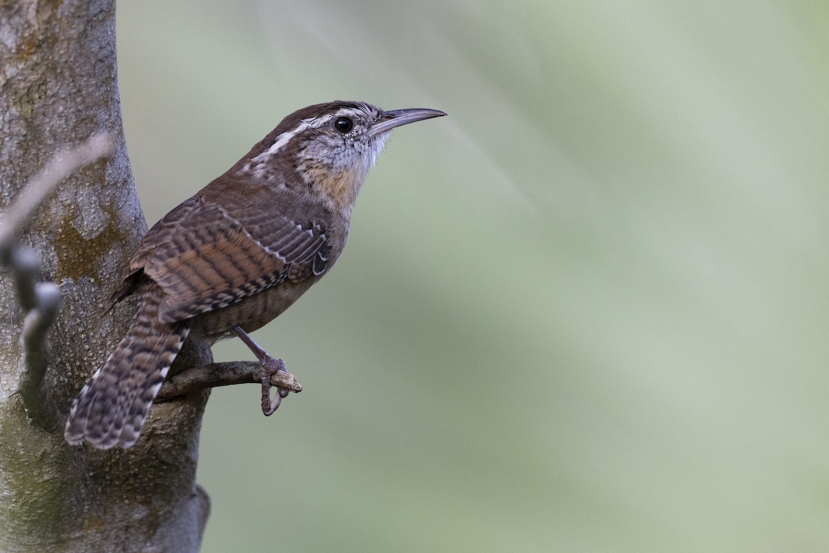 Carolina Wren (Northeast Mexico/South Texas) - ML613470631