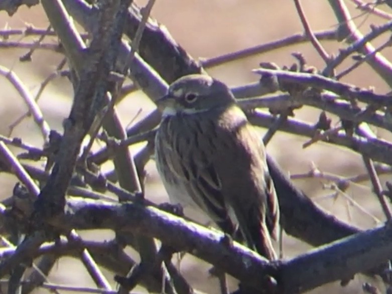 Sagebrush Sparrow - ML613470641