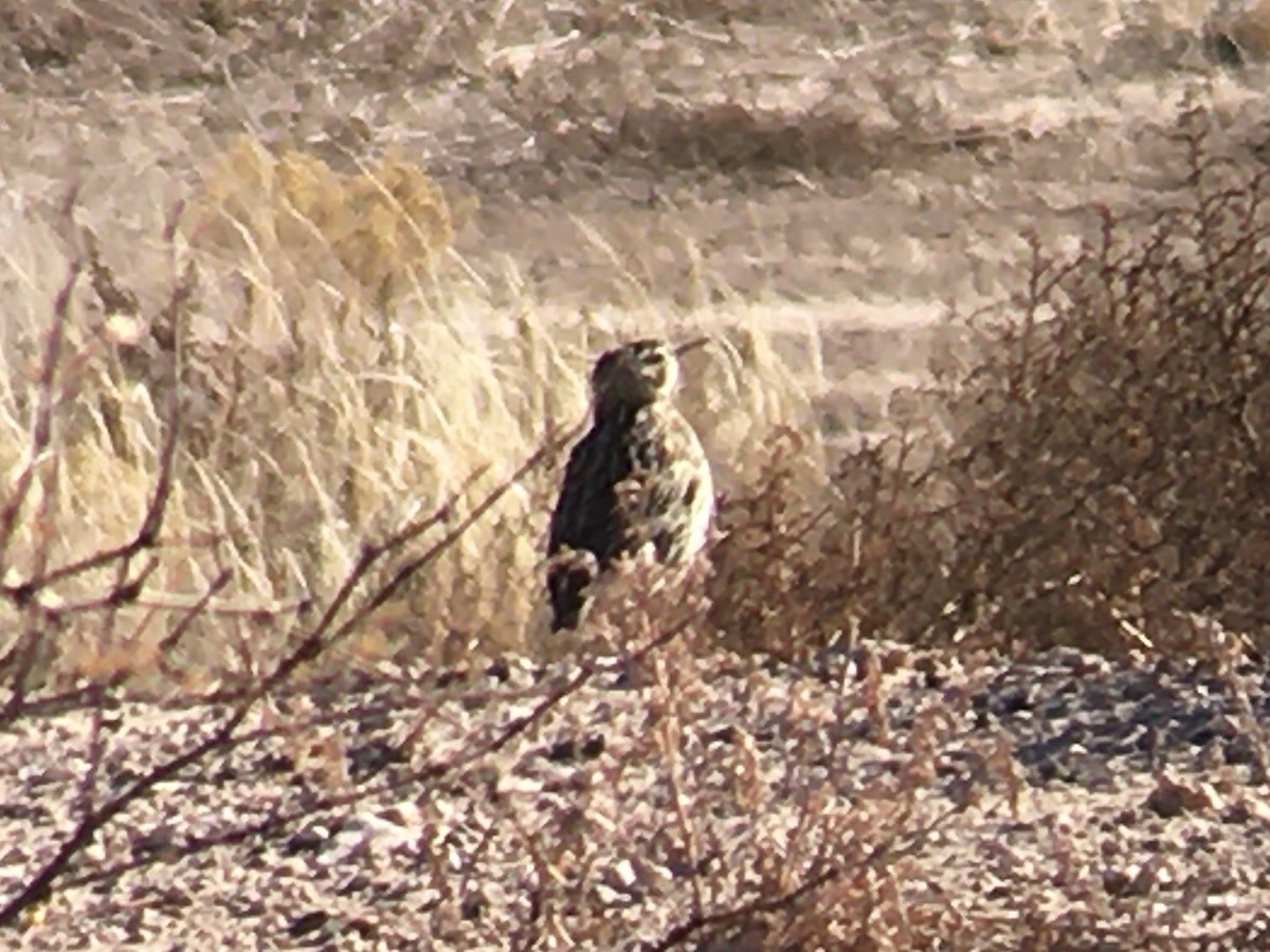 Western Meadowlark - ML613470646