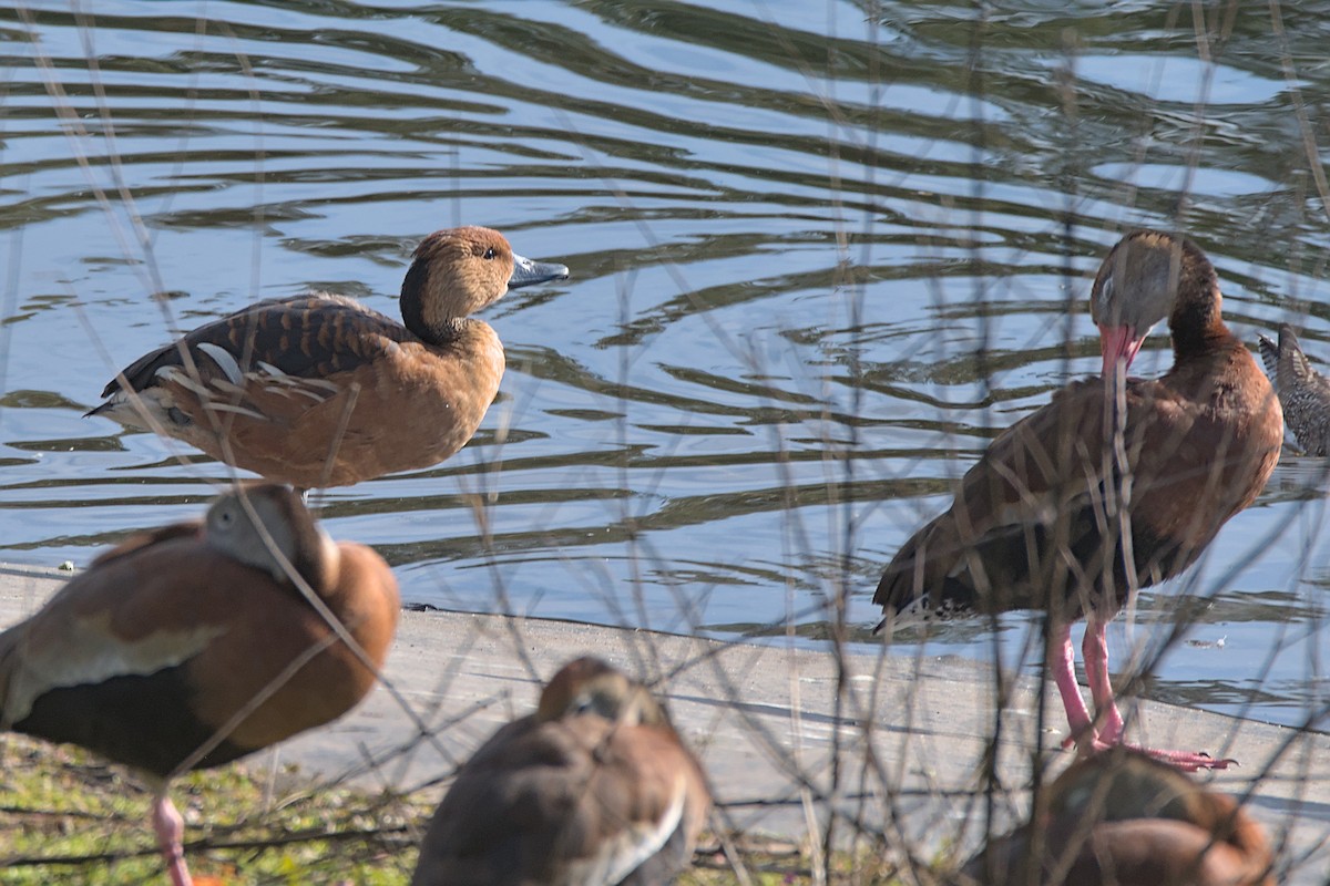 Fulvous Whistling-Duck - ML613470679