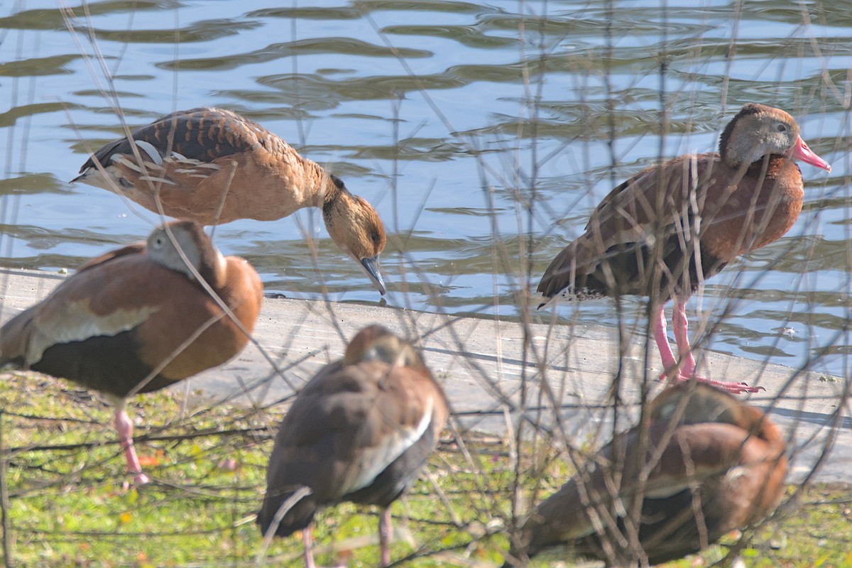 Fulvous Whistling-Duck - ML613470681