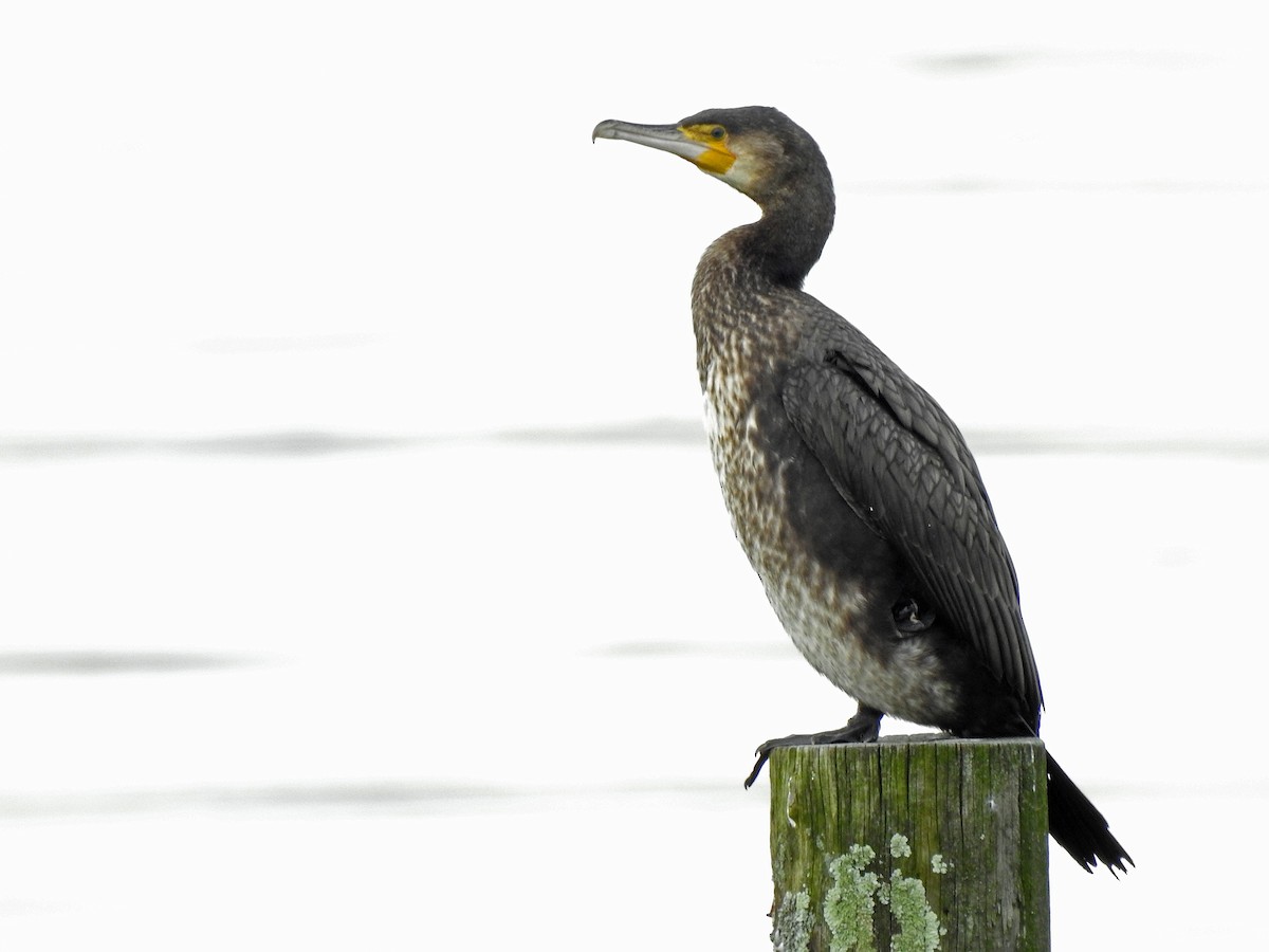 Great Cormorant - ML613470717