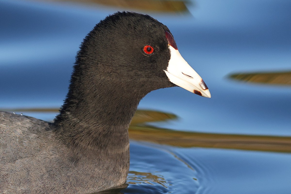 American Coot (Red-shielded) - ML613470773