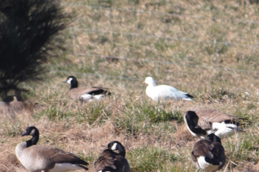 Ross's Goose - ML613470829