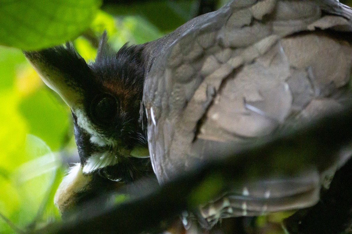 Crested Owl - ML613470844