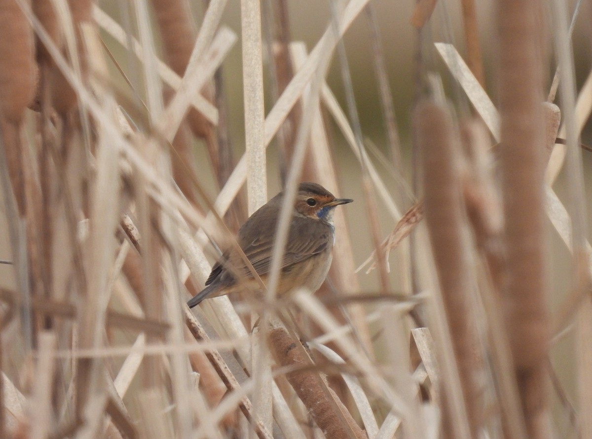 Bluethroat (White-spotted) - Miguel Martín Diego