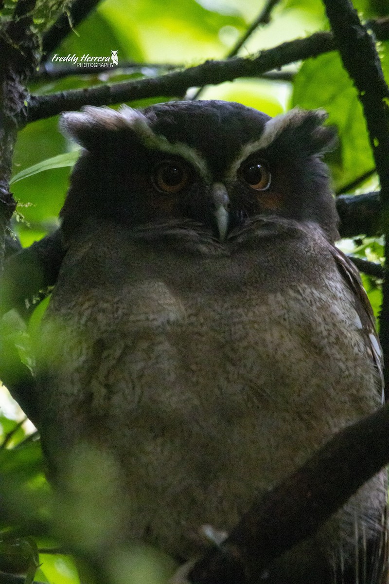 Crested Owl - ML613470891