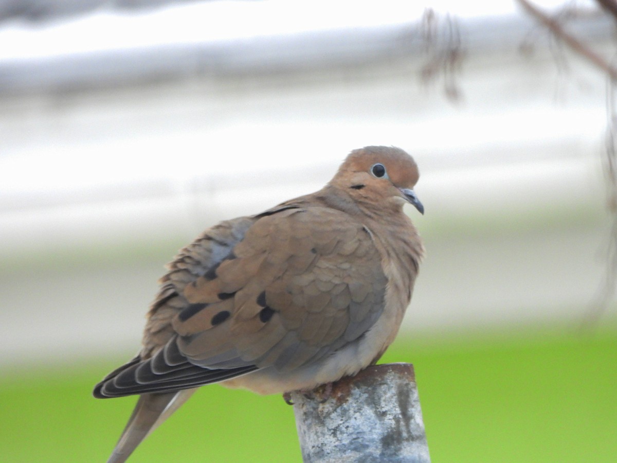 Mourning Dove - ML613470948