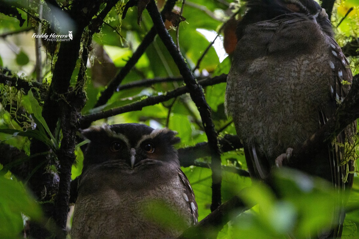 Crested Owl - ML613470951