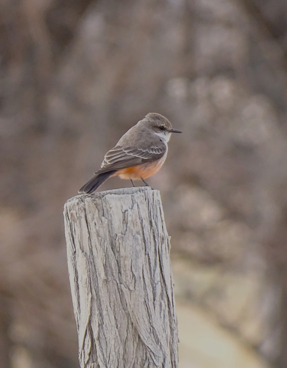 Vermilion Flycatcher - ML613471000