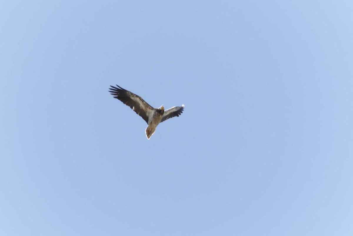 Egyptian Vulture - ML613471011